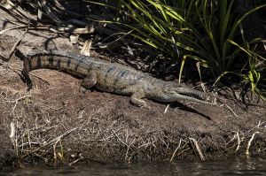 Ord River Freshwater Crocodile 